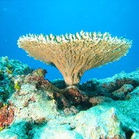 Study Attempts to Determine Global Temperature Restriction Needed to Save Coral Reefs