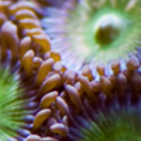 Designer Zoanthid and Palythoa