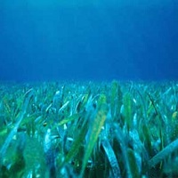 Seagrass Growth May Limit Reef-Eroding Acidification