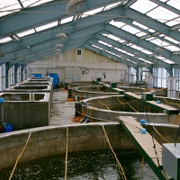 Marine Ornamental Aquaculture Industry Taking Off In Tamil Nadu