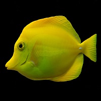 Oceanic Institute Taking Baby Steps Toward Culture of Yellow Tang