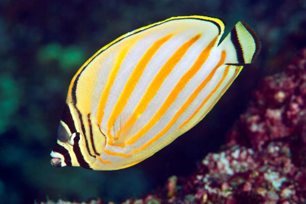 fig_4_ornate_butterflyfish.jpg