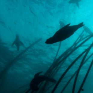 New eco-friendly shark barrier