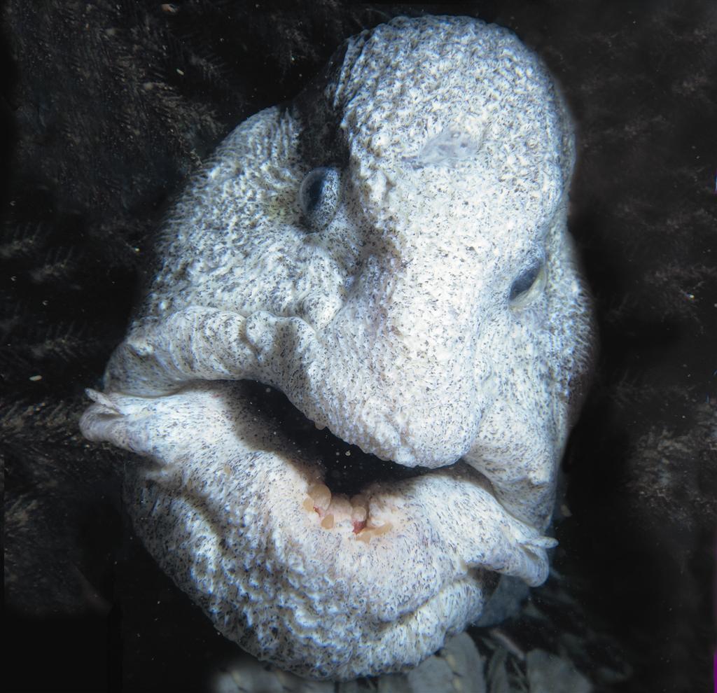 Blobfish – OCEAN TREASURES Memorial Library