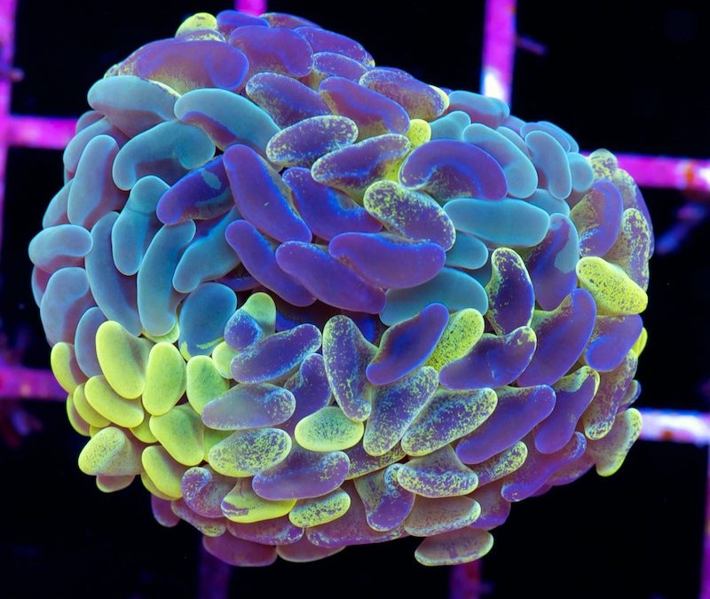 Blue Hammer Coral