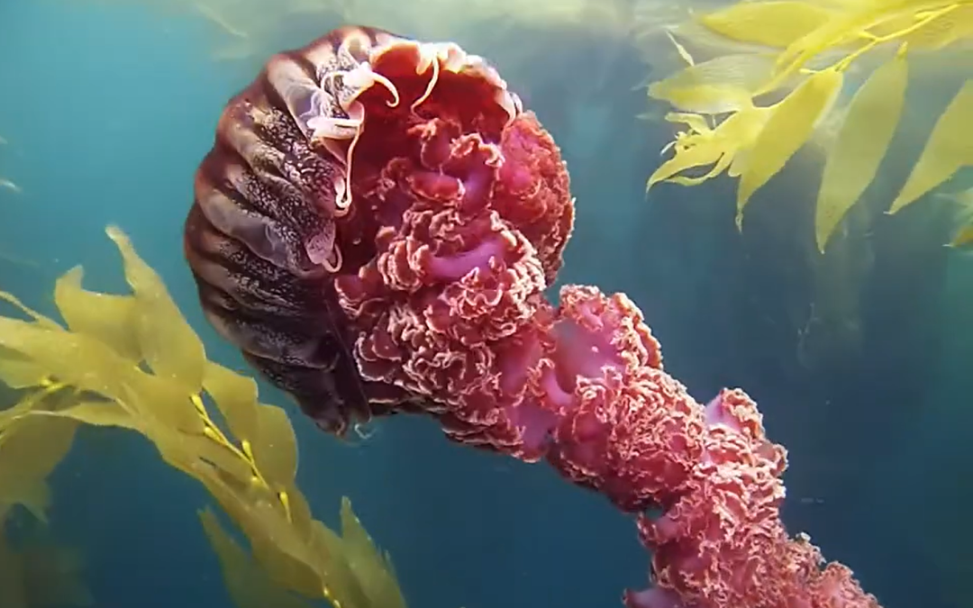 Monday Archives: Jellies
