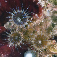 Discovery of Zoanthids Suggests Much Remains to be Learned about Marine Biodiversity