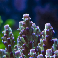 Acropora nasuta, one of the most colorful reef building animals in the sea