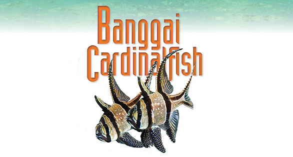 Banggai-Cardinalfish-Logo-Web-Feature