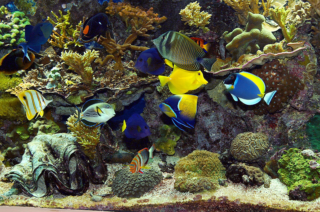 Aquarium Fish: Surgeonfish: A Forty Year Retrospective