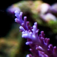 Red Dragon – Acropora walindii (?) – One of the hottest new Acroporas