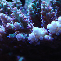 Shades of Fall Acropora, what’s in a name?