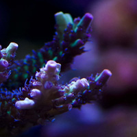 Why Acropora