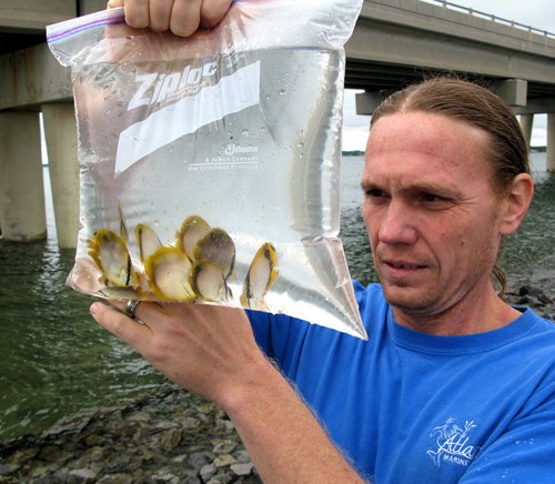 The author with a bag of large, late-season spotfin butterflyfish