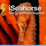 Citizen scientists for seahorses