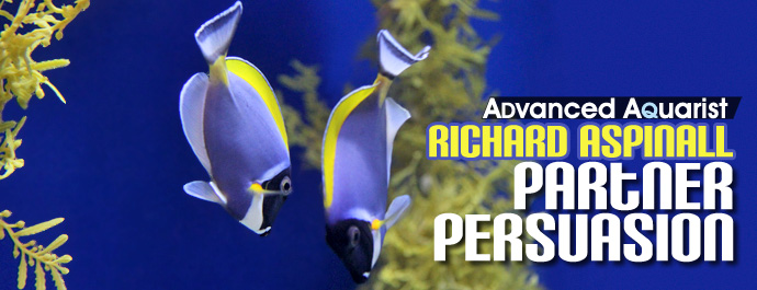 Partner Persuasion: Advanced techniques in getting and keeping a new aquarium