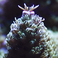 Monday Archives: Don’t Fear The Robusta – Acropora Robusta
