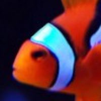 Lawsuit for Nemo