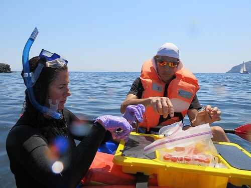 Dr. Kim Ritchie of Mote Marine Laboratory and Dr. Maoz Fine of the The Interuniversity Institute of Marine Sciences, Eilat, Israel handle biological samples. 