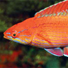 New Species of Flasher Wrasse