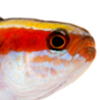Overnight Sensation: New Captive-bred Reef Fish from ORA