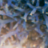 ORA Introduces Blue Hypnea Macroalgae