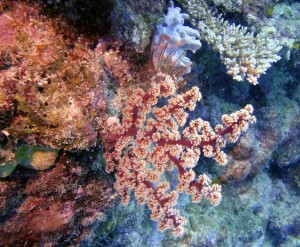 reefs.comCIN-AT-GBR