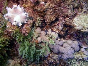 reefs.comCIN-AT-GBR2