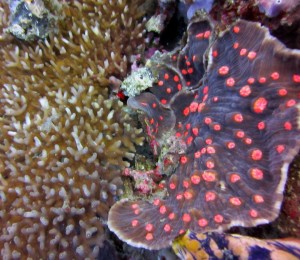 reefs.comCIN-ES-PNG