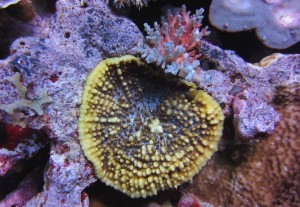 reefs.comCIN-ES-PNG2
