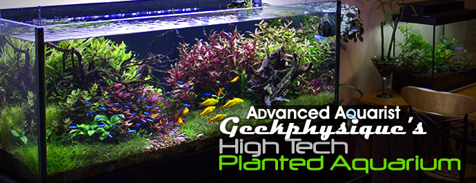 advanced planted tank