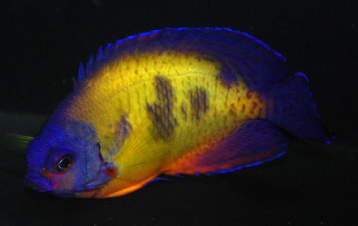 Monday Archives: The Marbled Coral Beauty is Quite the Unique Aberrant Angelfish