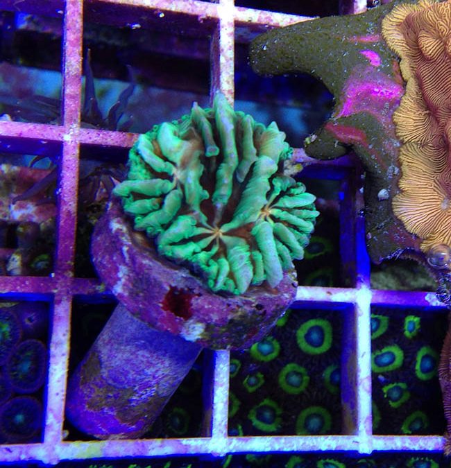 Project Y Fungia – Now at Unique Corals
