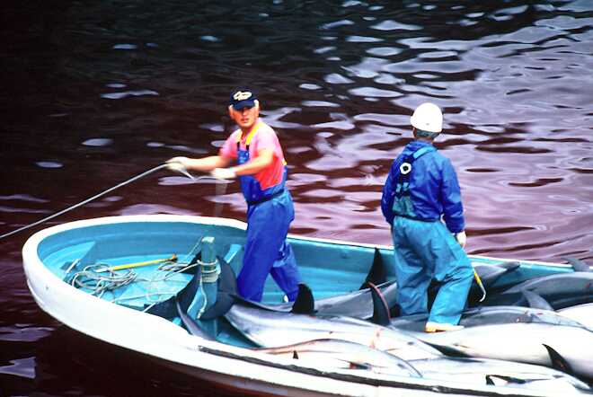 dolphin_slaughter_taiji_japan_the_cove_brooke_mcdonald_17
