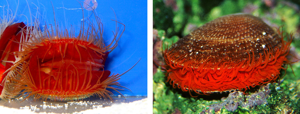Aquarium Invertebrates: A Look at Some Azooxanthellate Epifaunal Bivalves