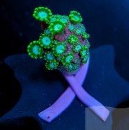 Corals for Cancer