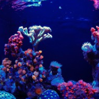 How To: Paint Aquarium Background