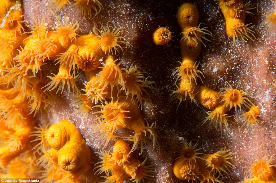 The individual golden zoanthids, also captured by Rosenkratz, pictured, are, on average, approximately 0.25-inches wide. They are found in the Caribbean and the Bahamas, predominantly in shallow waters. The zaonthid grows symbiotically on several species of sponge in small groups and rows on the surface of their host. They resemble small sea anemones and get their name from their orange and yellow coloring 