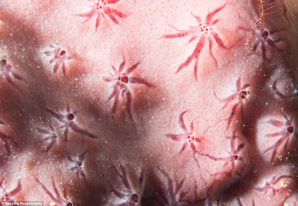 Massachusetts-based artist and designer Jessica Rosenkratz captured the close-up shots, including this star encrusting coral, during dives off the coasts of Windsock beach, Bari Reef and Tolo on the island of Bonaire. Encrusting corals grow on hard rocky surfaces. They grow larger in diameter, rather than height, which is common in many other coral species. This gives them the advantage over other corals in terms of size, yet they are brittle and can break in storm conditions 