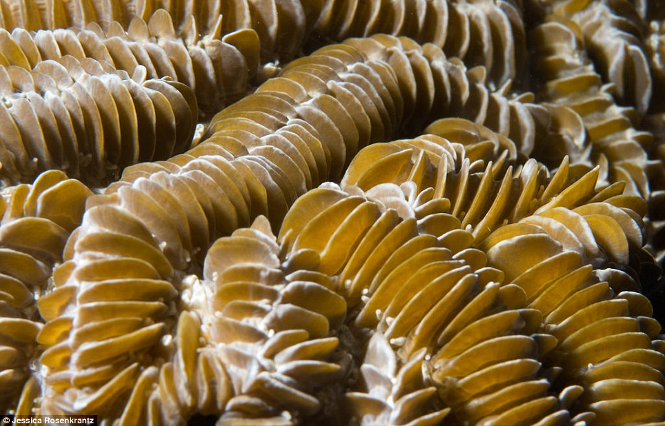 During the dive Rosenkrantz also managed to take macro photos of maze coral, also known as the Platygyra Brain Worm Coral, pictured. Platygyra comes from the Greek word platys, meaning flat, and gyros, which means wide circle. This describes the maze-like channels of its skeleton. Large maze corals can grow up to 7-inches wide 