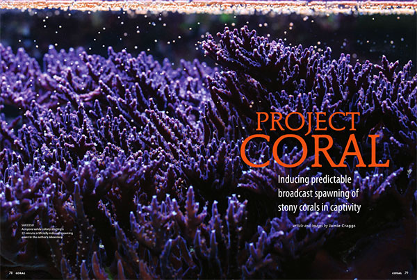 Project Coral ‘babies’ to help restore Florida reefs