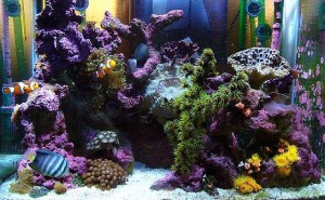Aquarium tank public domain
