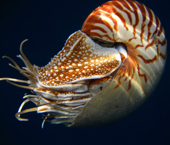 Nautilus being returned to the ocean before it descended
