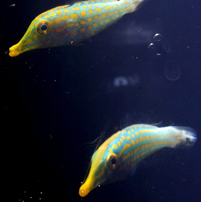 MBI Species Firsts