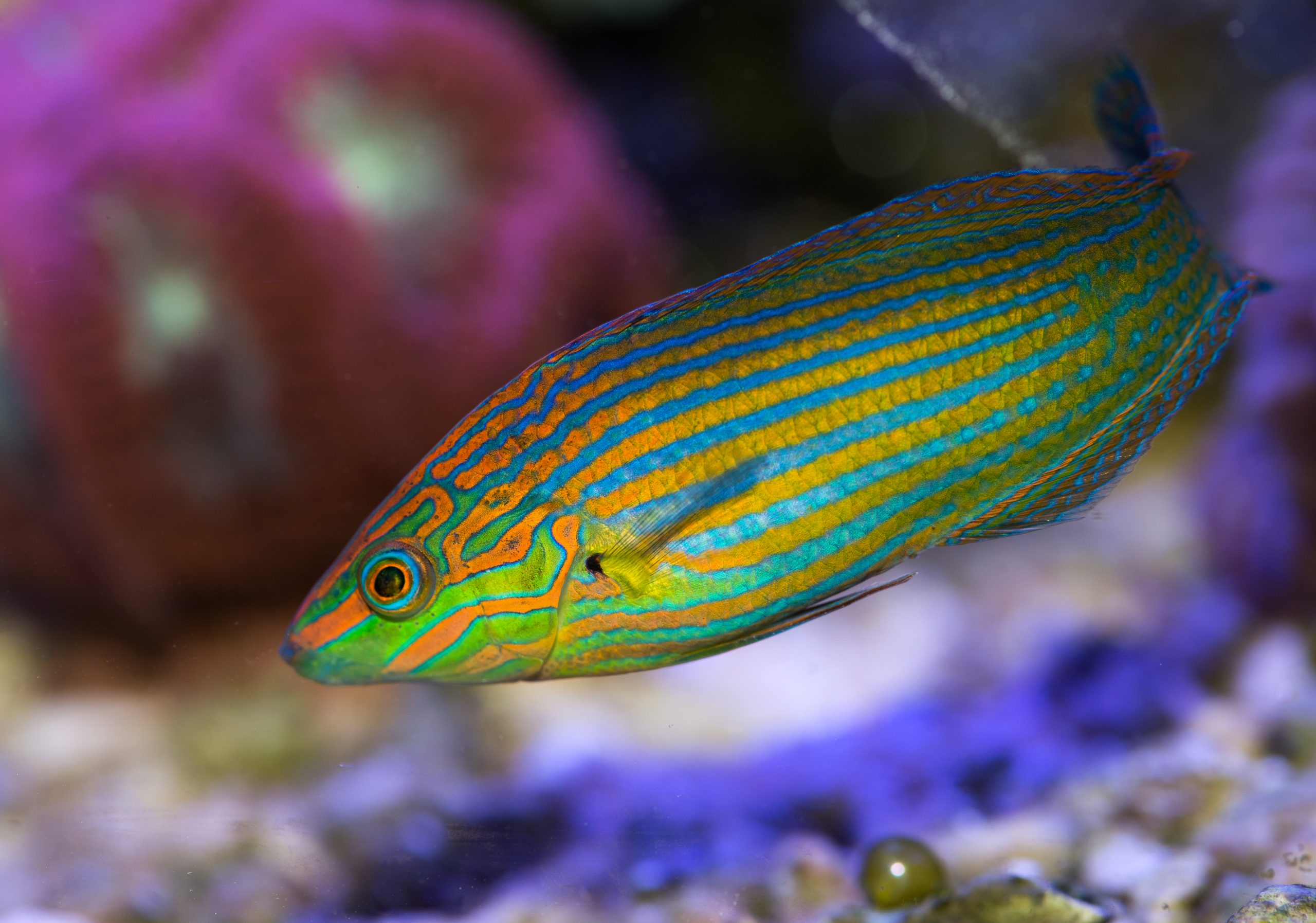 Aquarium Fish: Halichoeres Wrasses - Are they the best reef fish?