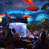 Massive Glass Aquarium Cracks at Downtown Disney