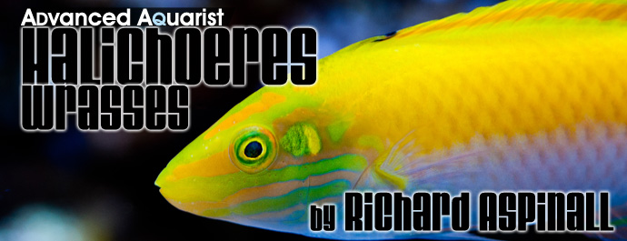 Aquarium Fish: Halichoeres Wrasses – Are they the best reef fish?
