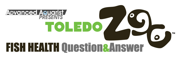 Toledo Zoo Fish Health Q&A: Ciliate protozoans