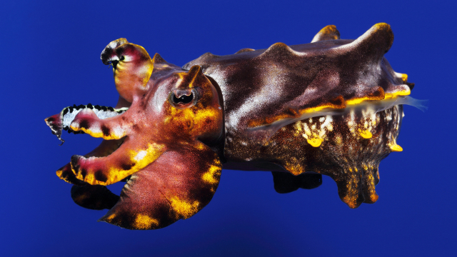 Flamboyant cuttlefish (Metasepia pfeffer )