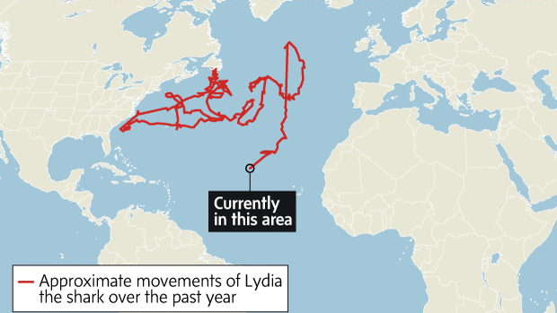 lydia-shark-tracking